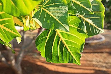 《战神4》PC版1.02版更新发布 修复一些Bug